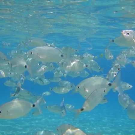 Stella Marina Lejlighed